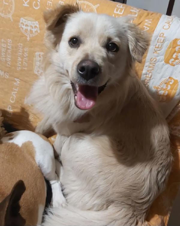 2Anni Kg12 Meraviglioso Sbattuto Fuori Casa! Calabria